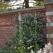 Betty Wall Photo 30
