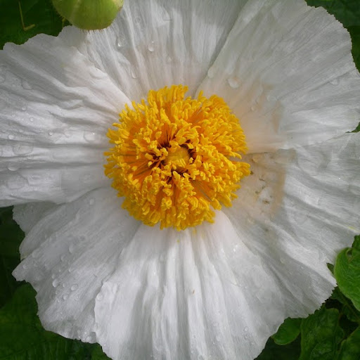 Annie Allen Photo 28