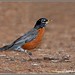 Robin Chatfield Photo 14
