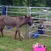Deb Sutton Photo 38