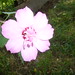 Sharon Lillie Photo 7