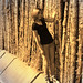 Julie Corrales Photo 12