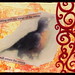 Robin Wing Photo 20