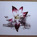 Beth Williams Photo 9