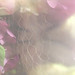 Kim Richards Photo 12