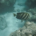 Jack Fish Photo 27
