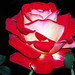 Rose O'Donnell Photo 9