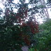 Son Ha Photo 22