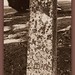 Elizabeth Whiting Photo 32