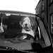 Tommie Driver Photo 2