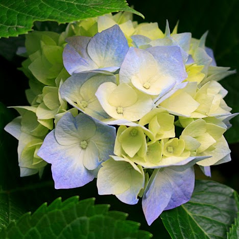 Irene Young Photo 16