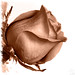 Rose Williams Photo 33