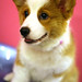 Viki Short Photo 6