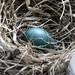 Robin Blue Photo 8
