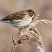 Elaine Reed Photo 20