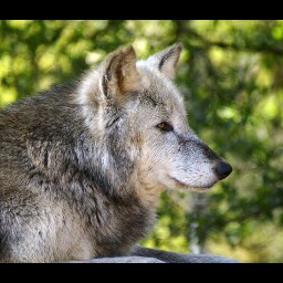 Traci Cook Photo 54