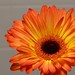 Dave Gerber Photo 13