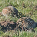 Kent Partridge Photo 9