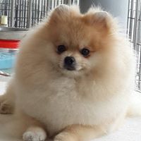 Chien Lee Photo 32