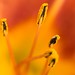 Catherine Lilly Photo 29