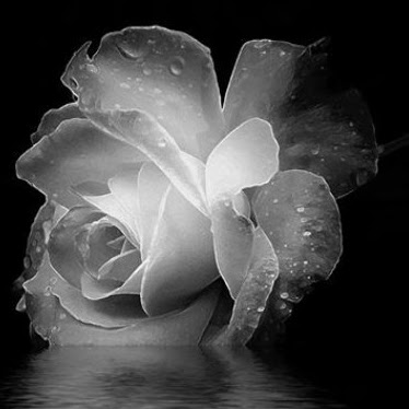 Nina Rose Photo 45
