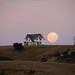 Brenda Anderson Photo 18