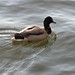 Cherry Mallard Photo 4