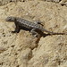David Quade Photo 12