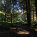 Forrest Woodland Photo 5