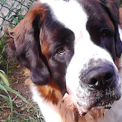 Jacqueline Batista Photo 7