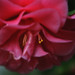 Camelia Sharp Photo 1