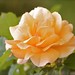 Francis Rose Photo 23