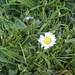 Albert Flowers Photo 20