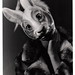 Alice Lambert Photo 8