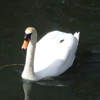 Michelle Swan Photo 42