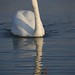 Darrell Swan Photo 17