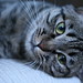 Shao Li Photo 17