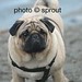 Russell Nielson Photo 7