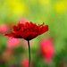 Joy Lill Photo 6