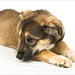 Sherry Shepherd Photo 20