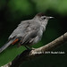 Virginia Echols Photo 5
