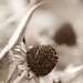 Susan Skinner Photo 12