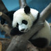 Mei Lan Photo 13