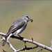 Robin Macgregor Photo 11