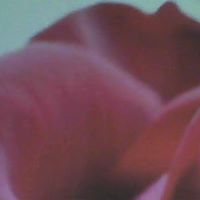 Anne Dobson Photo 19