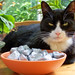Ronnie Bowen Photo 8