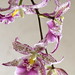Patricia Mccully Photo 21