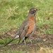 Robin West Photo 17