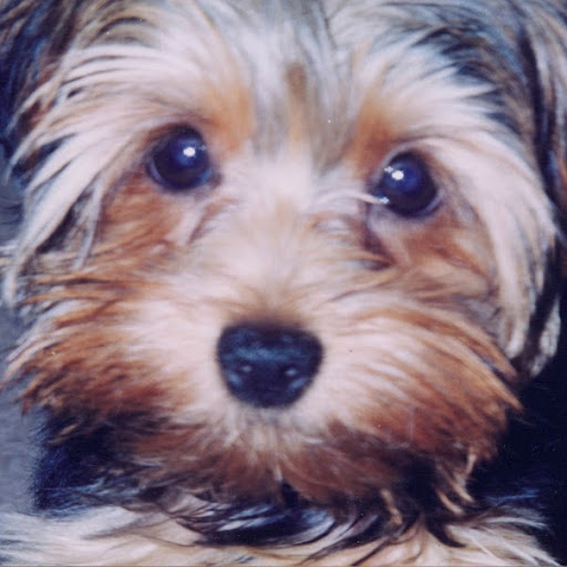 Craig Springer Photo 18