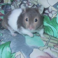 Eddie Paul Photo 7